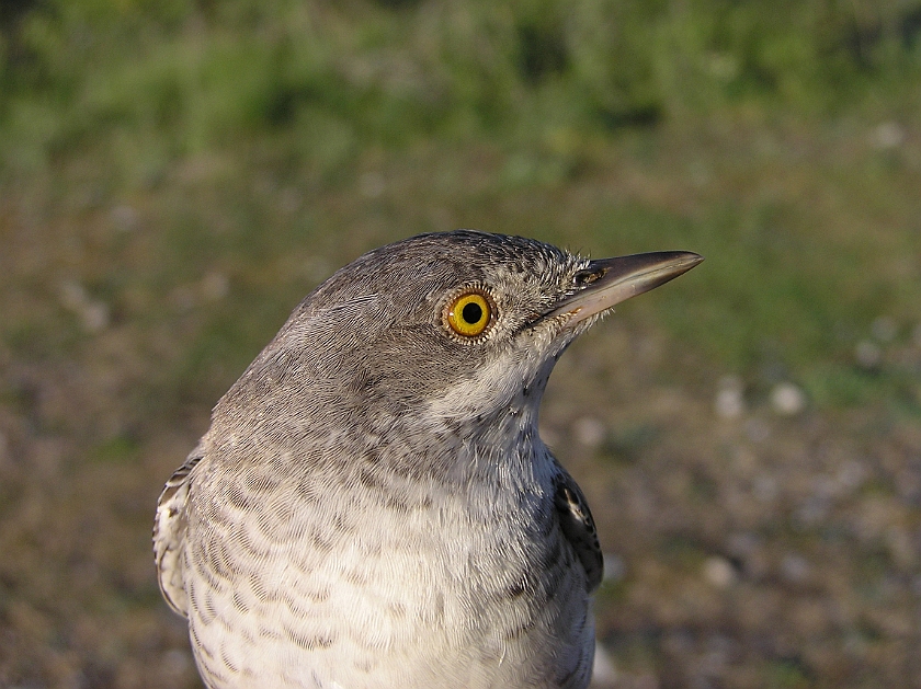 Barred Warbler, Sundre 20080608